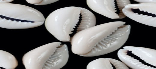 Female Cowries Authentic African Craftsmanship Cowrie